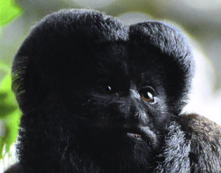 A red backed bearded sak