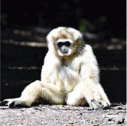 A white lar gibbon