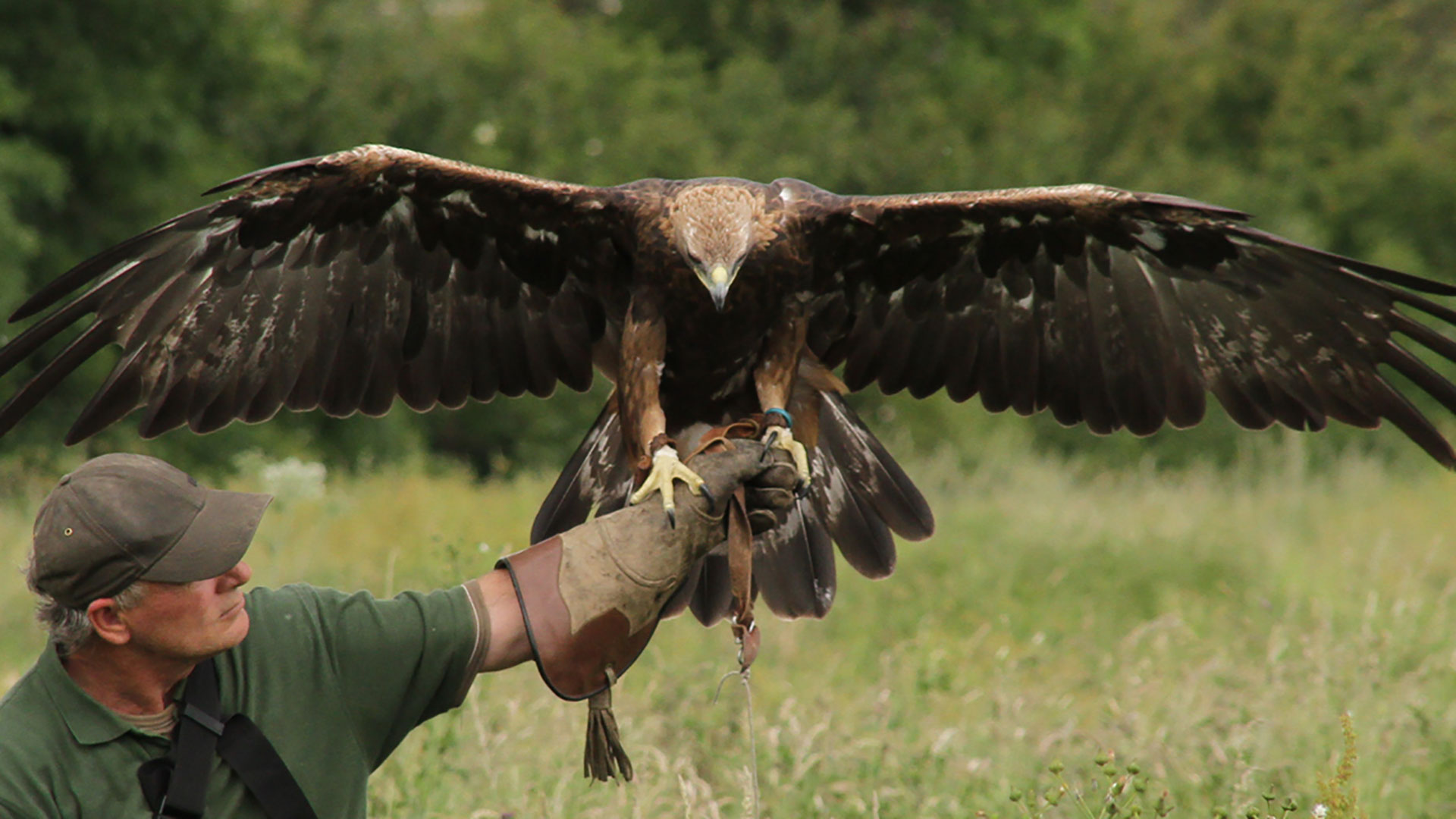 Vince Jones at The Barn Owl Centre