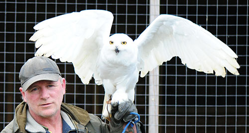 Vince Jones with rescued snowy owl