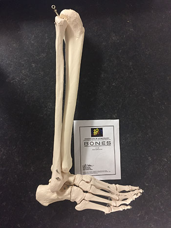 Bones set prop