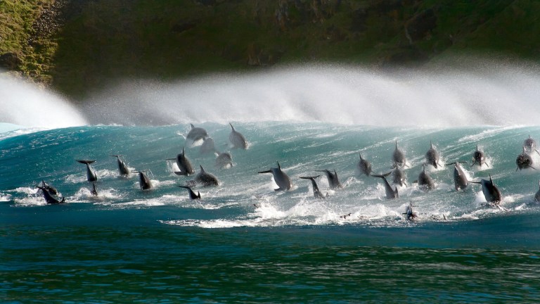 The Blue Planet II – Bottlenose Dolphins