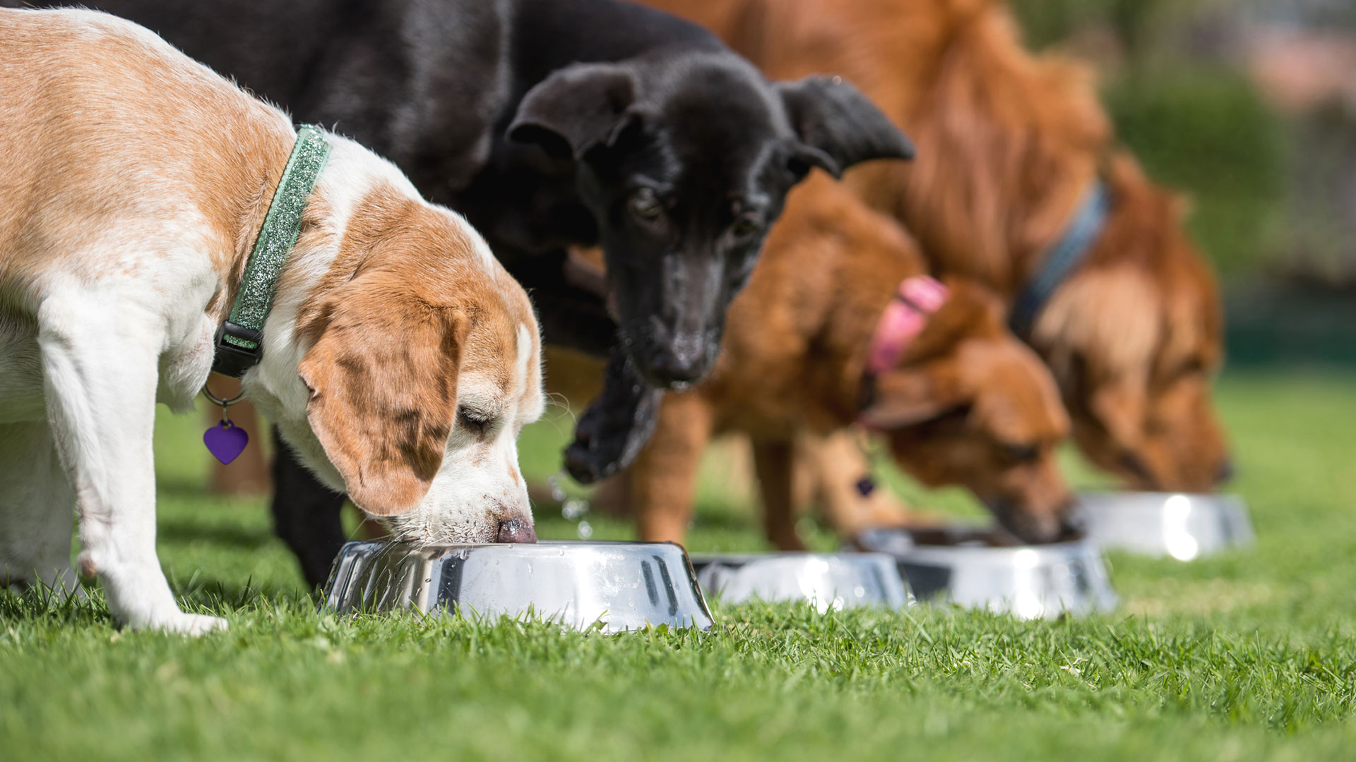 Dog's dinner