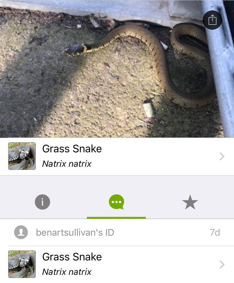 iNaturalist’s software determined this snake I snapped a photo of was a harmless Natrix natrix, commonly known as a grass snake. The app’s determination was then backed up by a fellow user’s own identification. Image: Ben Sullivan