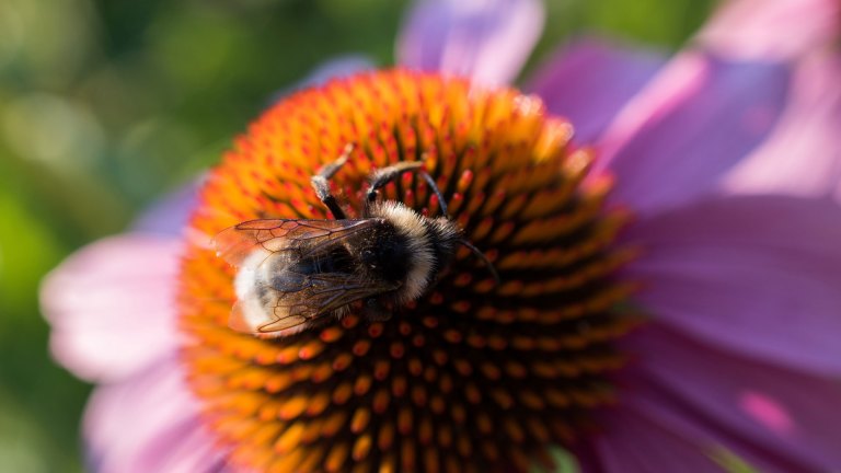 Bees Tomasz Baranowski