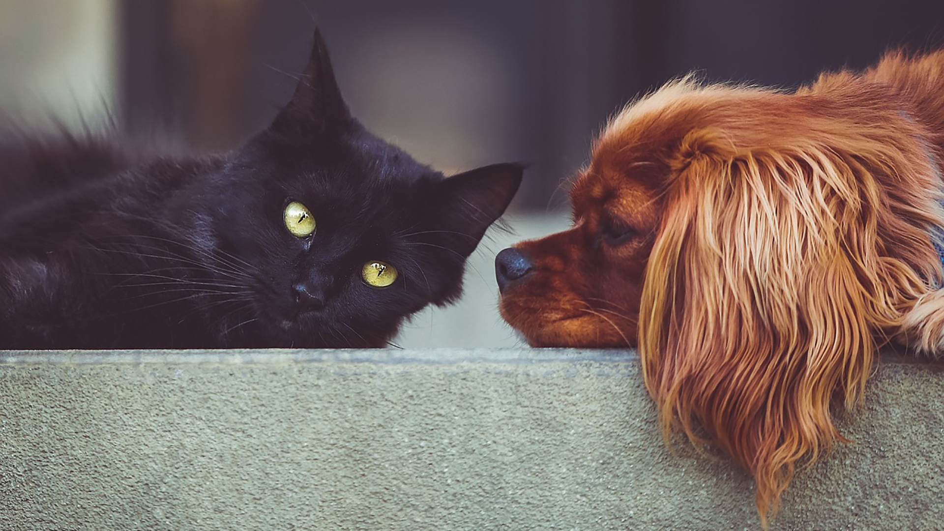 Cat and dog