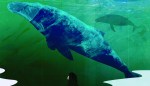 How the world's loneliest whale inspired a kids tale about human connection