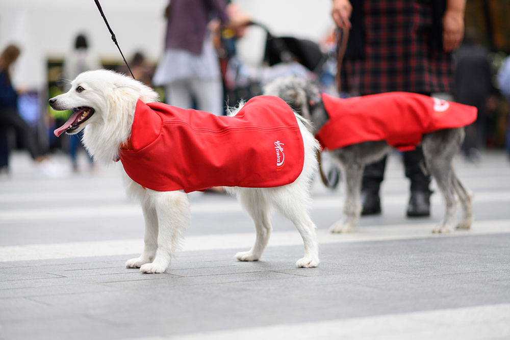 Virgin Train dogs uniform