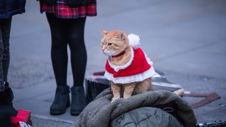 A Christmas Gift from Bob Street Cat bob sits ona. bag in a christmas outfit