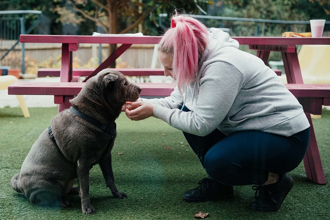 StreetVet pet dog and owner