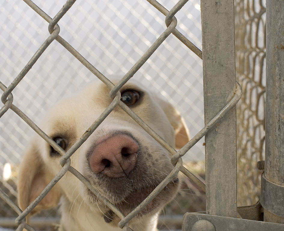 dog in shelter