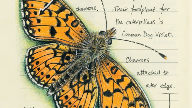an illustration of a yellow and black butterly, surrounded by handwritten notes, which say 