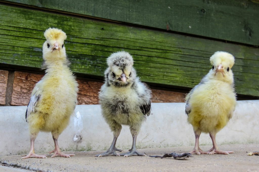 Fluffy Chicks