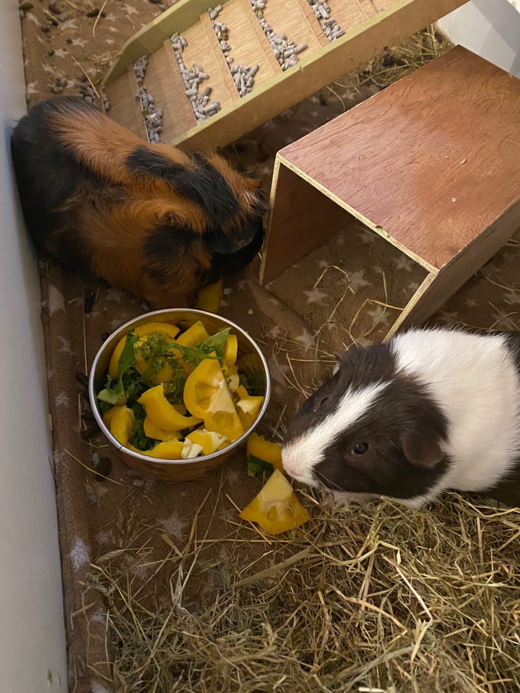 Saviour guinea pigs Bubble and Coco