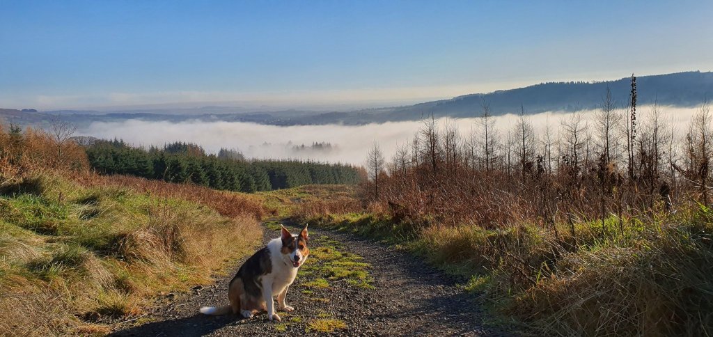 Fionn the hero dog