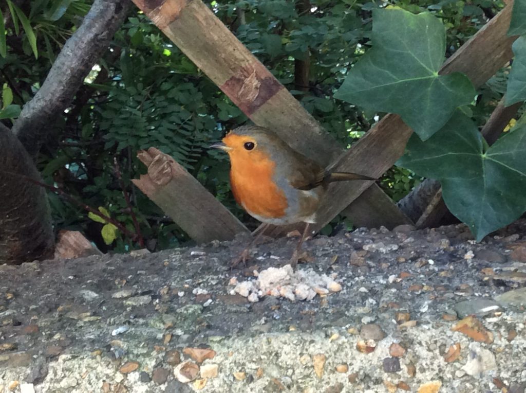 Little Robin