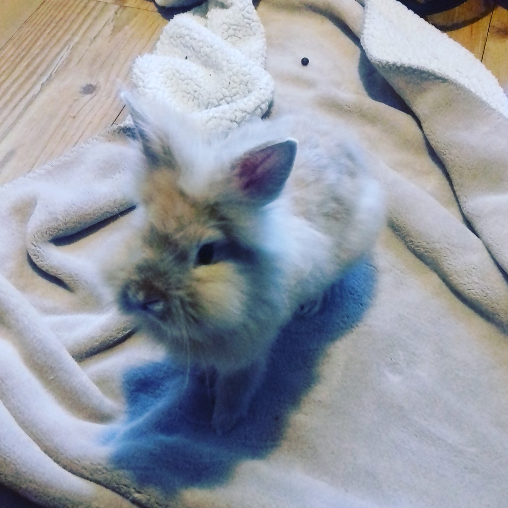 Toffee the lionhead rabbit