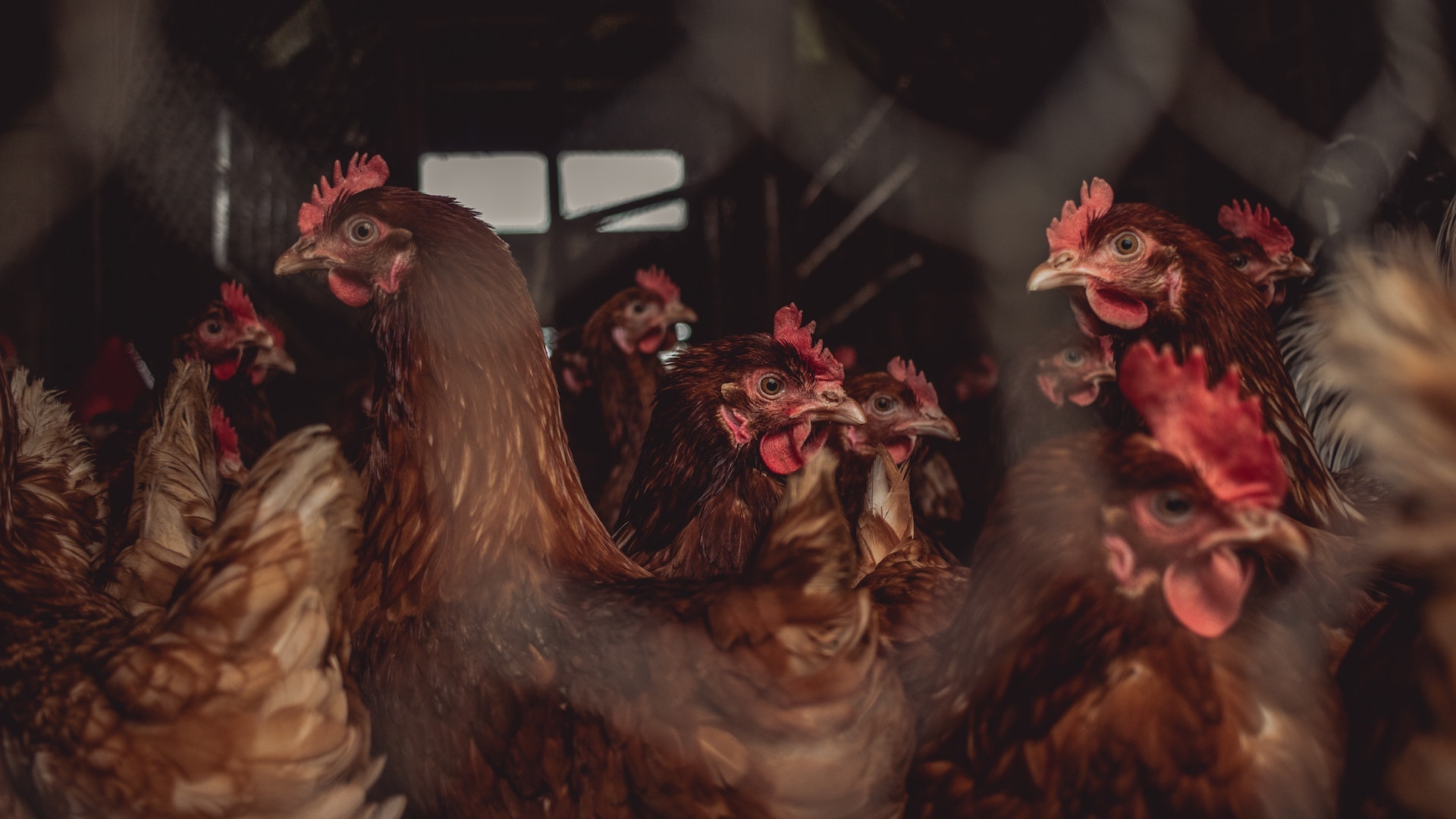 Red and brown chickens in front of chicken wire