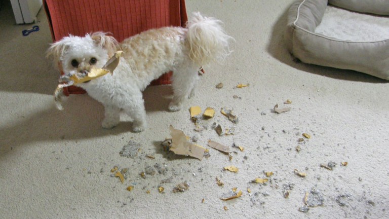 A naughty puppy stands next to shredded paper