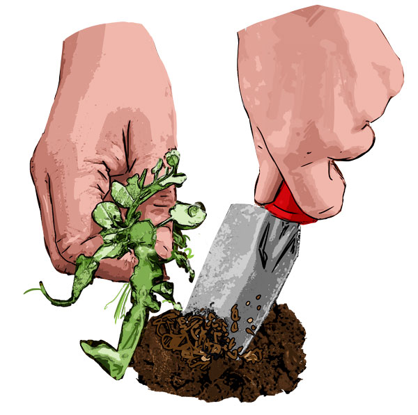 spring vegetables digging