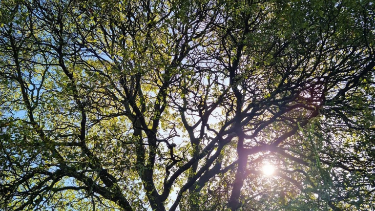 Chinese tree privet. Photo: Des McKenzie