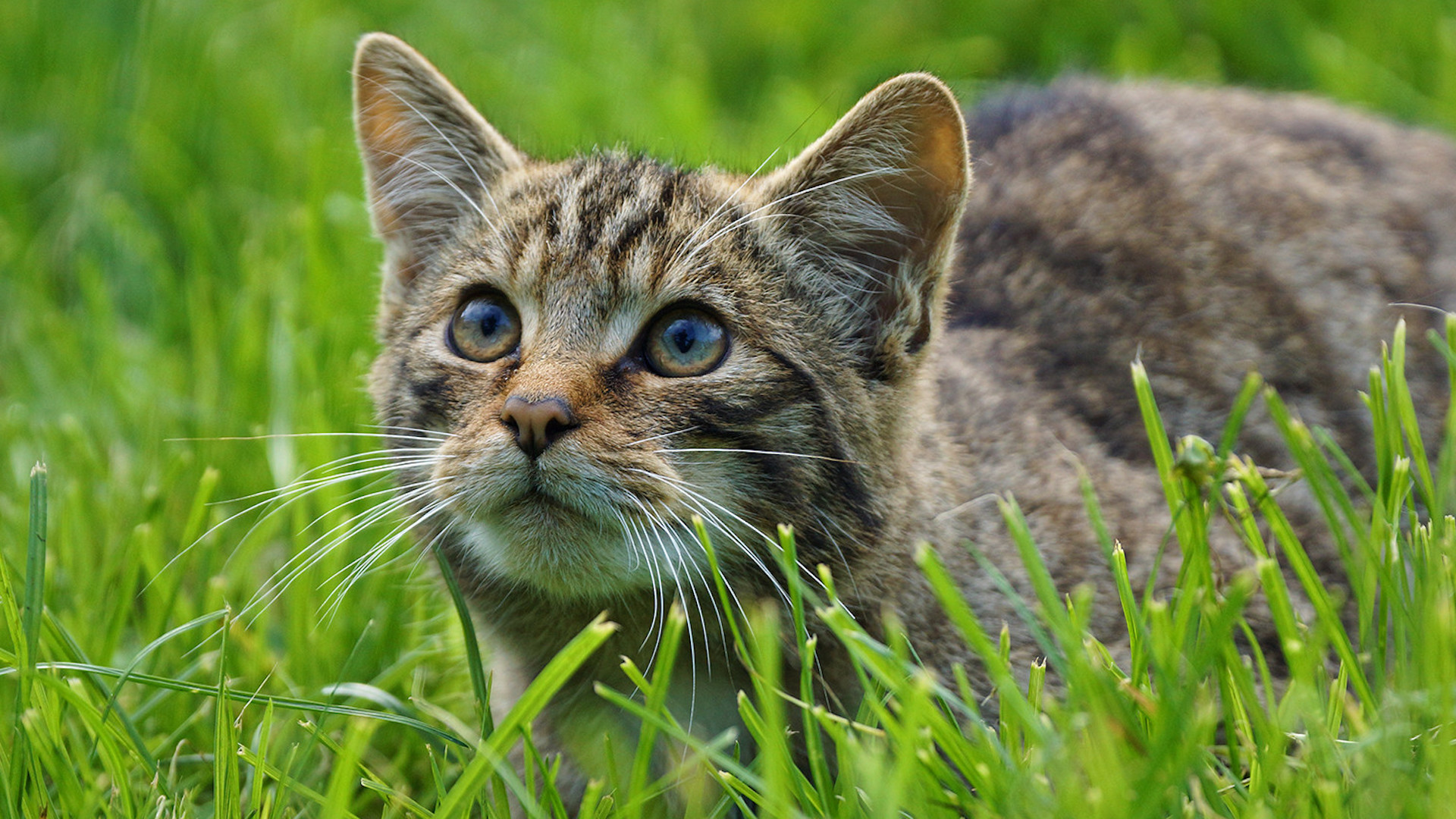 Environment Bill: Wildcats were driven to extinction in England more than 200 years ago.