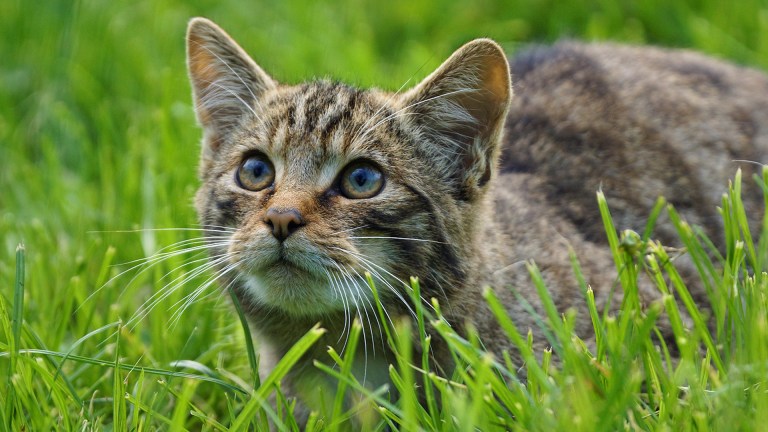 Environment Bill: Wildcats were driven to extinction in England more than 200 years ago.