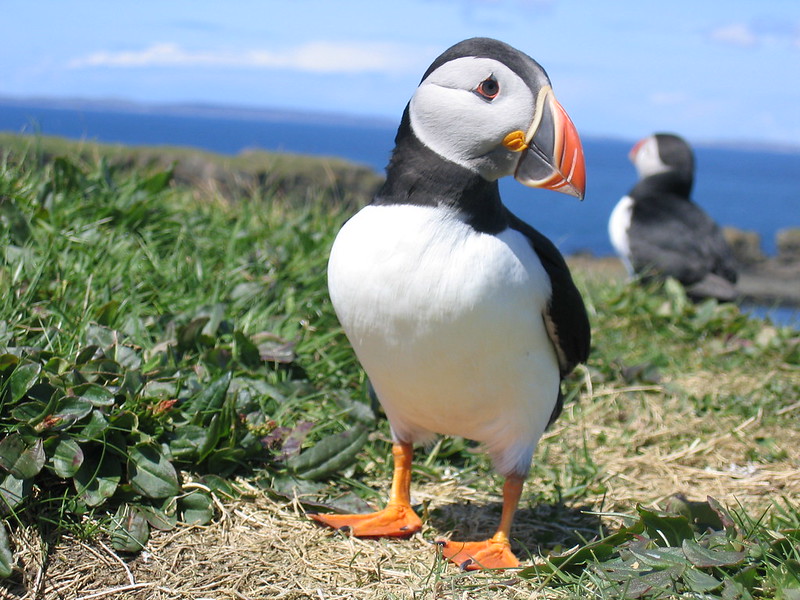 Endagered Species Day: The puffin