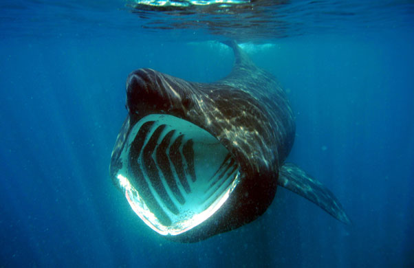 basking shark