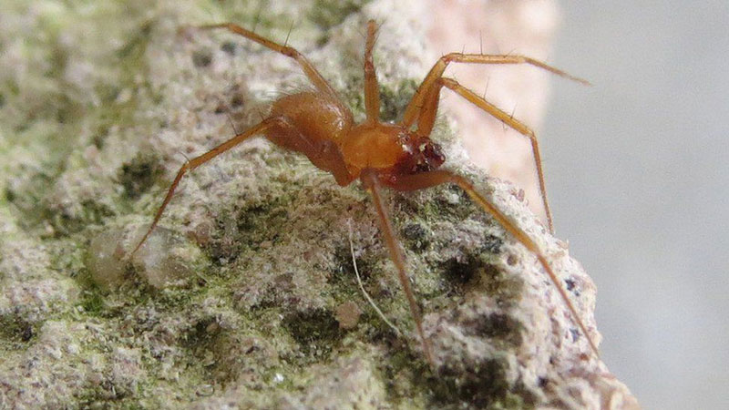 horrid ground-weaver spider