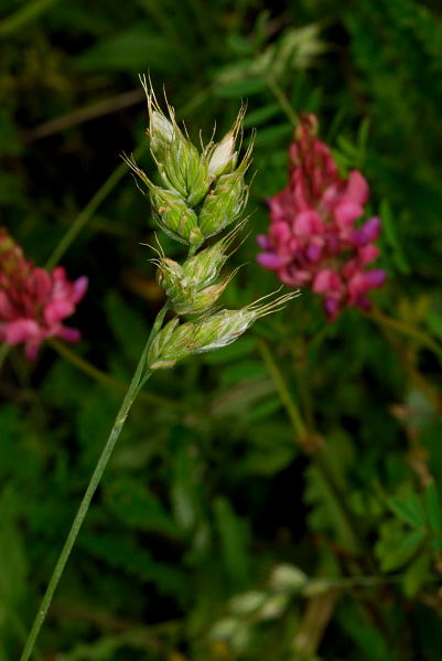 interrupted brome flowering grass