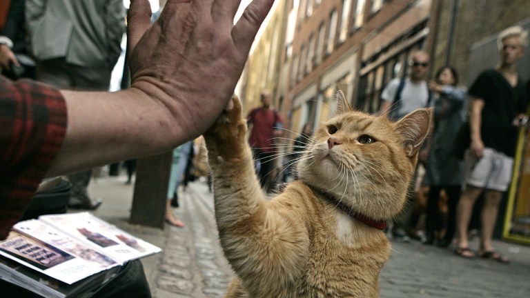 Street Cat Bob in Covent Garden