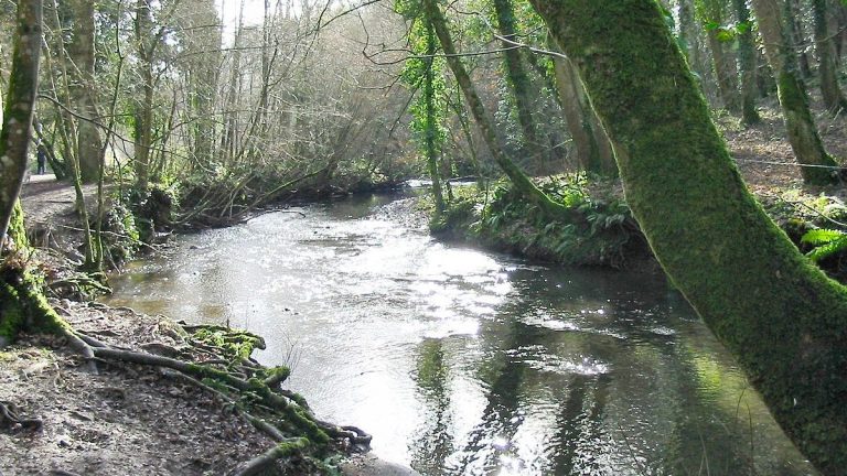 A river in some woodlands