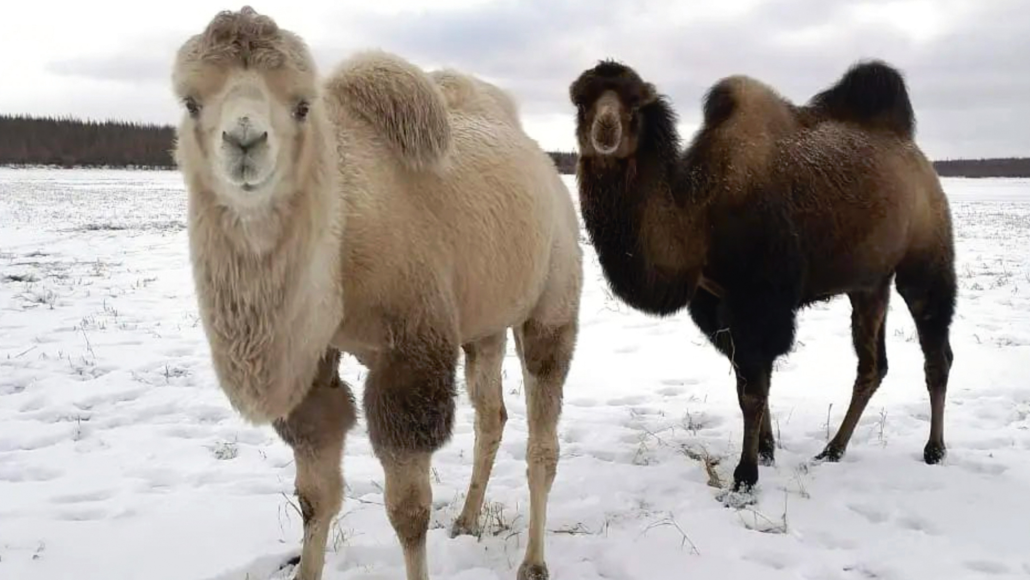 camels in the snow