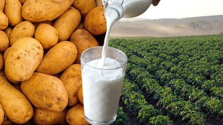 Potato milk