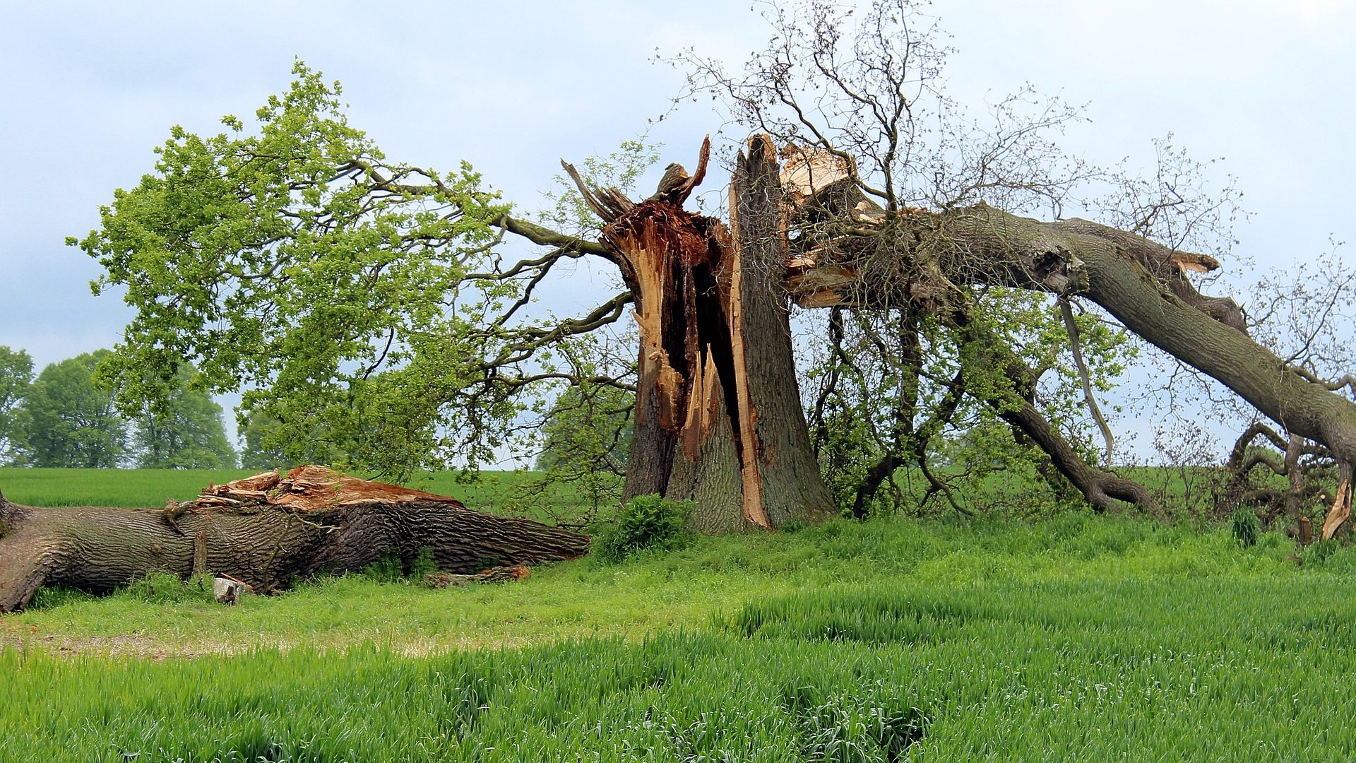 Tree uprooted in storm