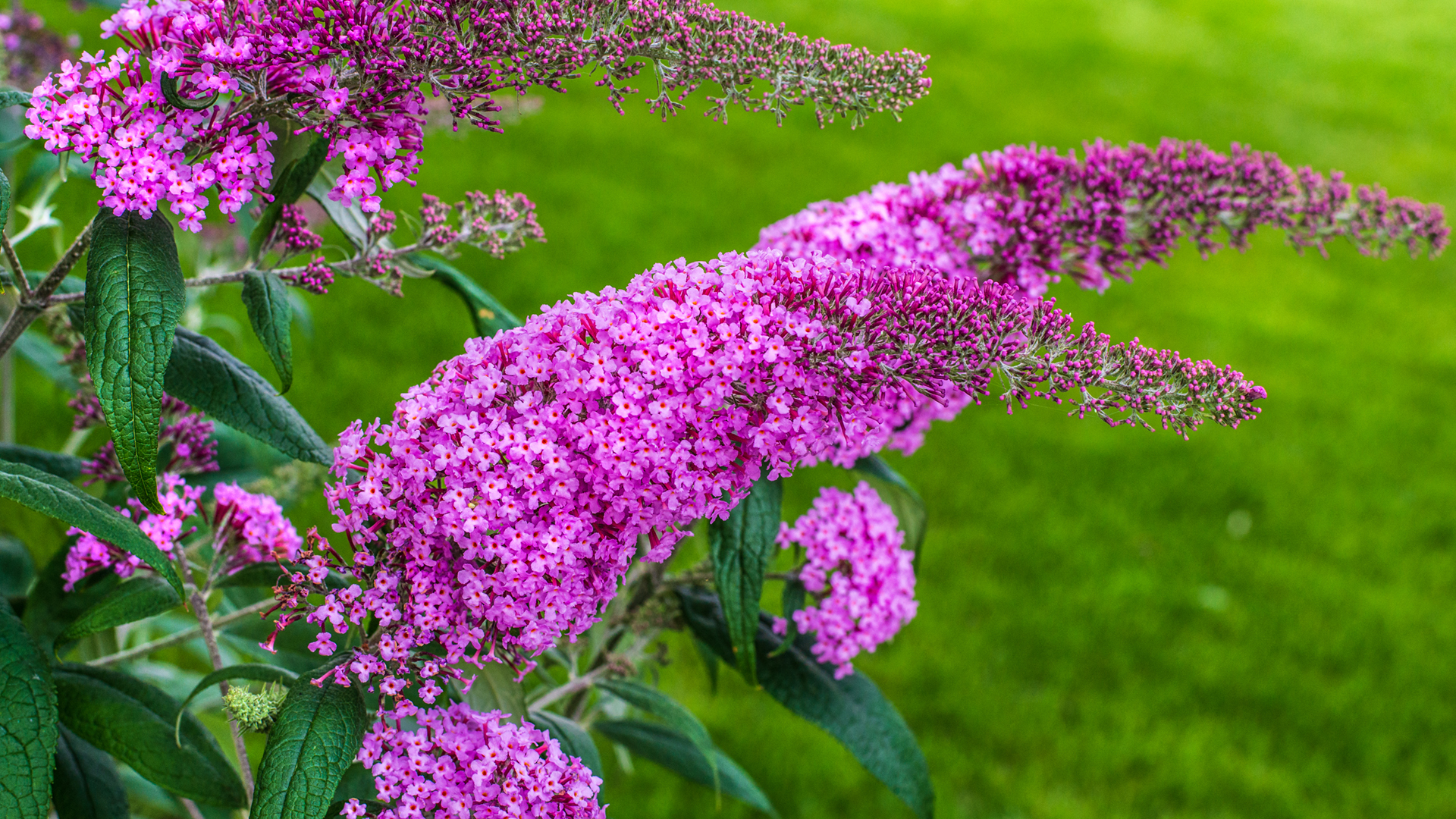 Buddleia