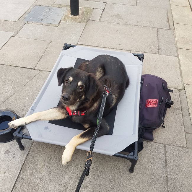 Big Issue vendor