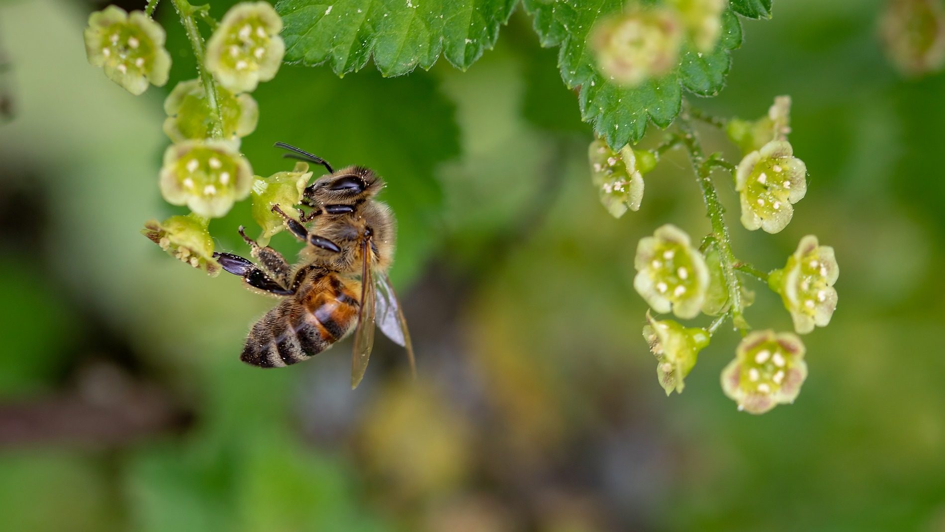 A bee on a plant.