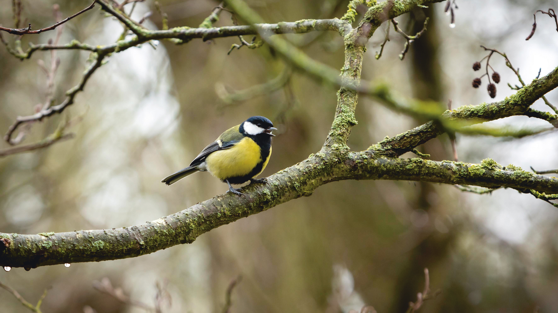 Askham Bog wildlife