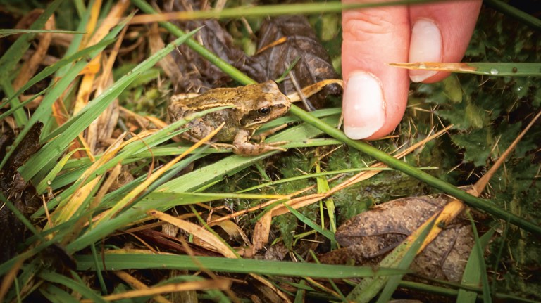 Small frog with fingers pointing towards it.