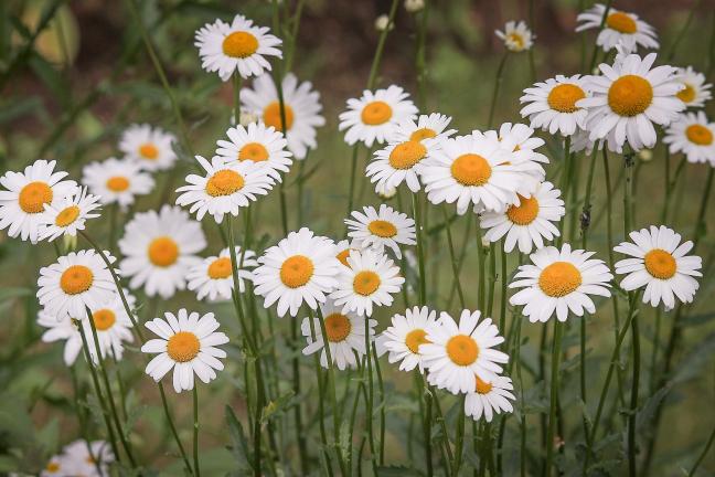 Wildflowers