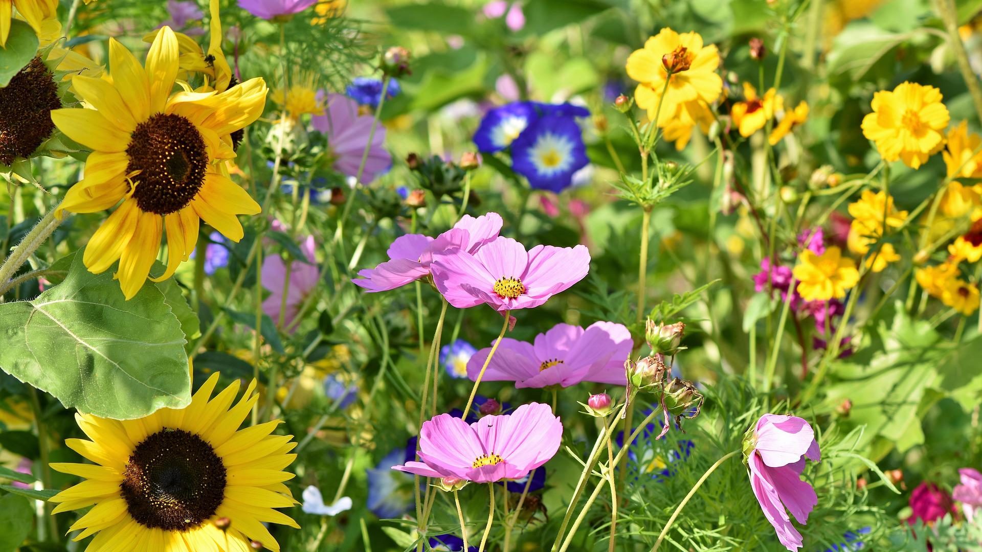 Wildflowers in a field