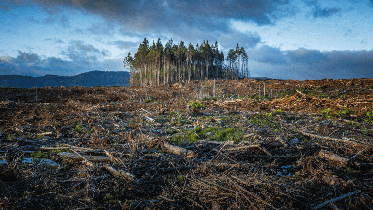 Cut down forest