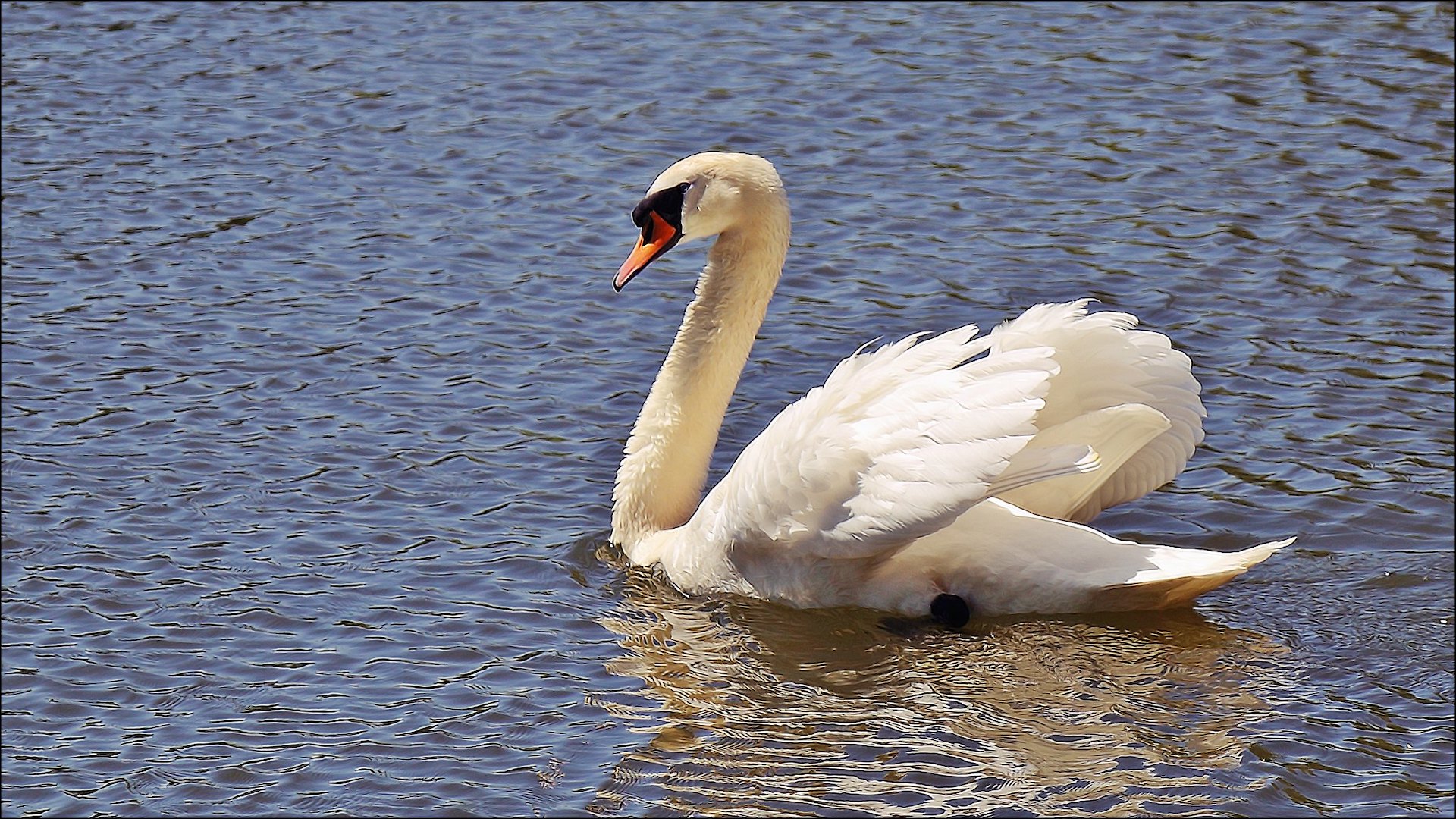 the queen and swans