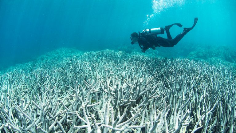 A diver observes coral bleaching.