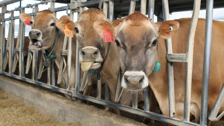 Three cows stare at the camera from their cages