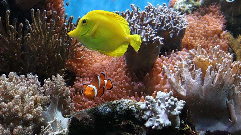 Fish among corals