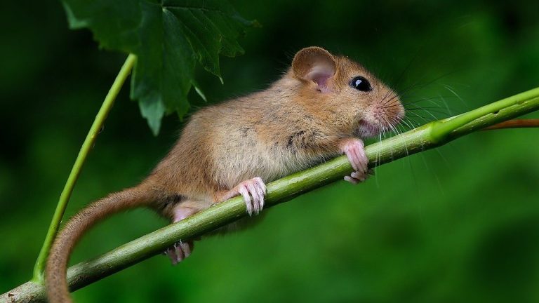 A dormouse in foliage