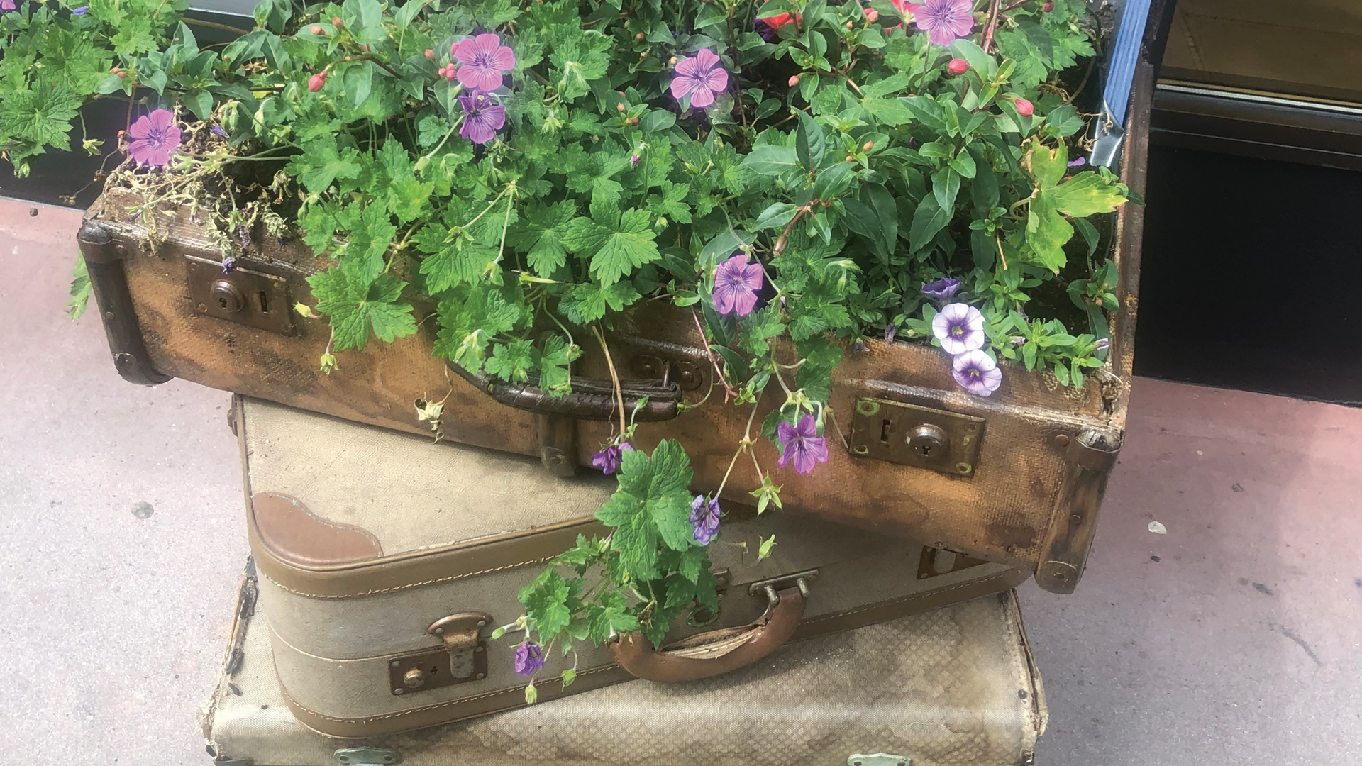 A suitcase of flowers